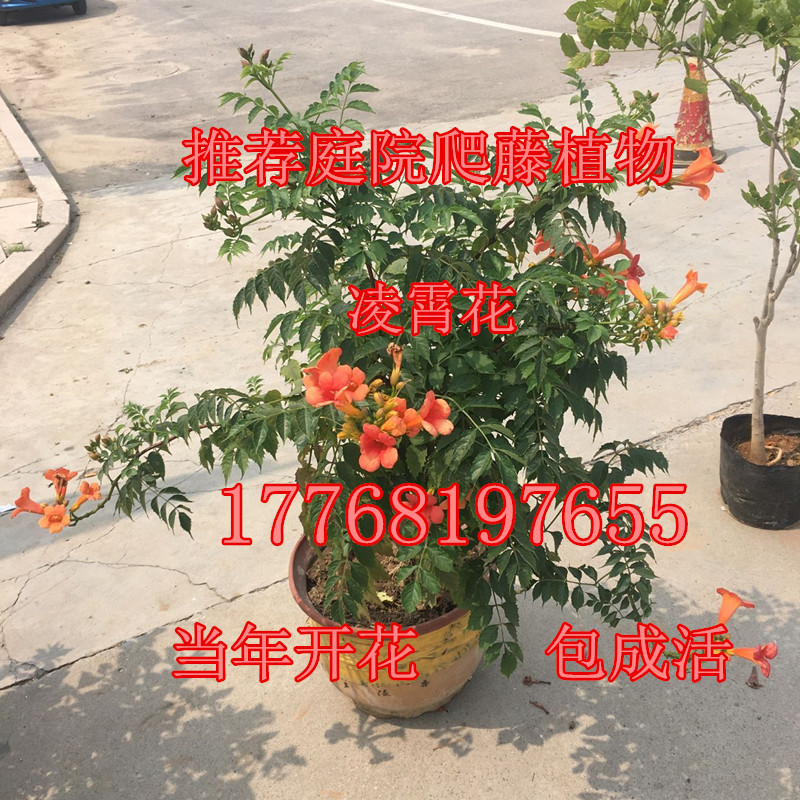美国花苗庭院爬藤包邮