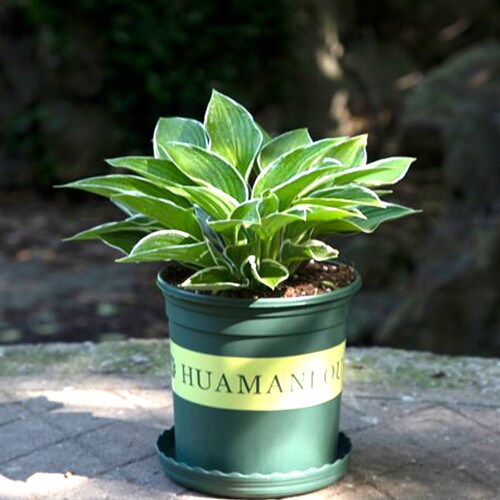 庭院绿化苗盆栽花卉绿植花叶玉簪青叶金边玉簪花苗植物当年开花包