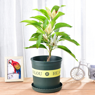 白兰花盆栽 植物室内四季浓香型花卉绿植庭院种植黄兰白兰花树苗