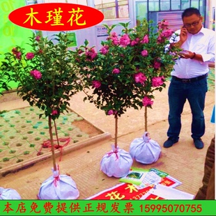 木槿花苗重瓣南方北方种植盆栽地栽四季常青庭院风景花木树苗包邮