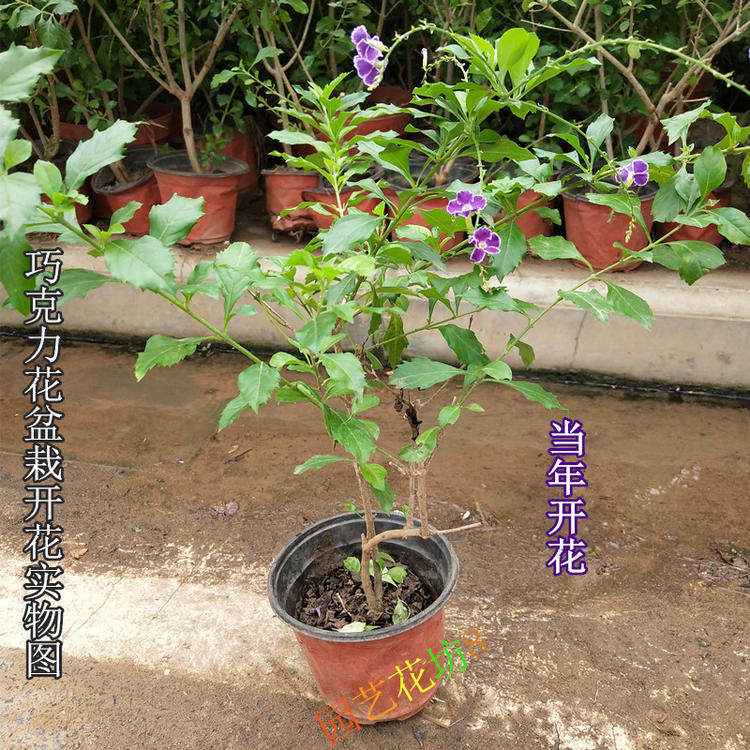 巧克力花苗盆栽 蕾丝金露花 巧克力盆栽 紫金露台湾连翘 篱笆植物