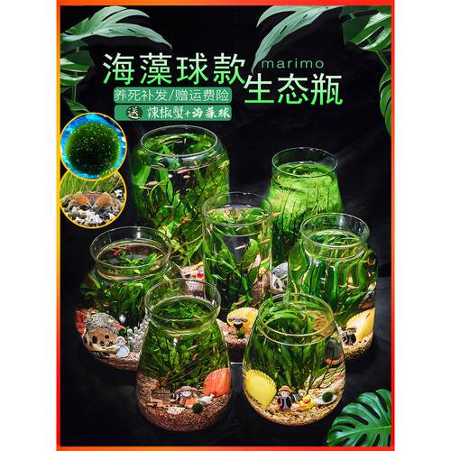 生态瓶鱼微景观创意diy水族箱免换水迷你小型办公桌面生态玻璃瓶