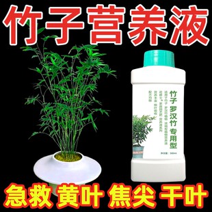 竹子植物营养液内门竹红观音竹佛肚竹罗汉竹水培米竹簕竹黄叶肥料