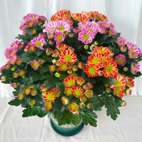 混色鲁一尼盆栽耐寒耐冻耐热四季观花植物花卉好养庭院阳台荷兰菊
