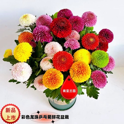 七彩乒乓菊盆栽四季观花植物好养