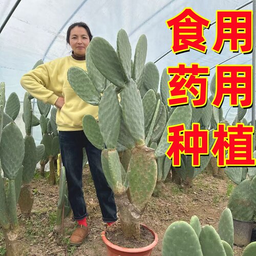 食用仙人掌盆栽植物好养药用外敷