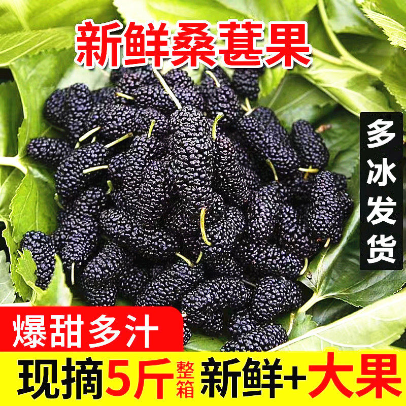 【四川热卖】鲜桑葚新鲜现摘现发桑椹孕妇水果黑桑葚泡酒果子酵素