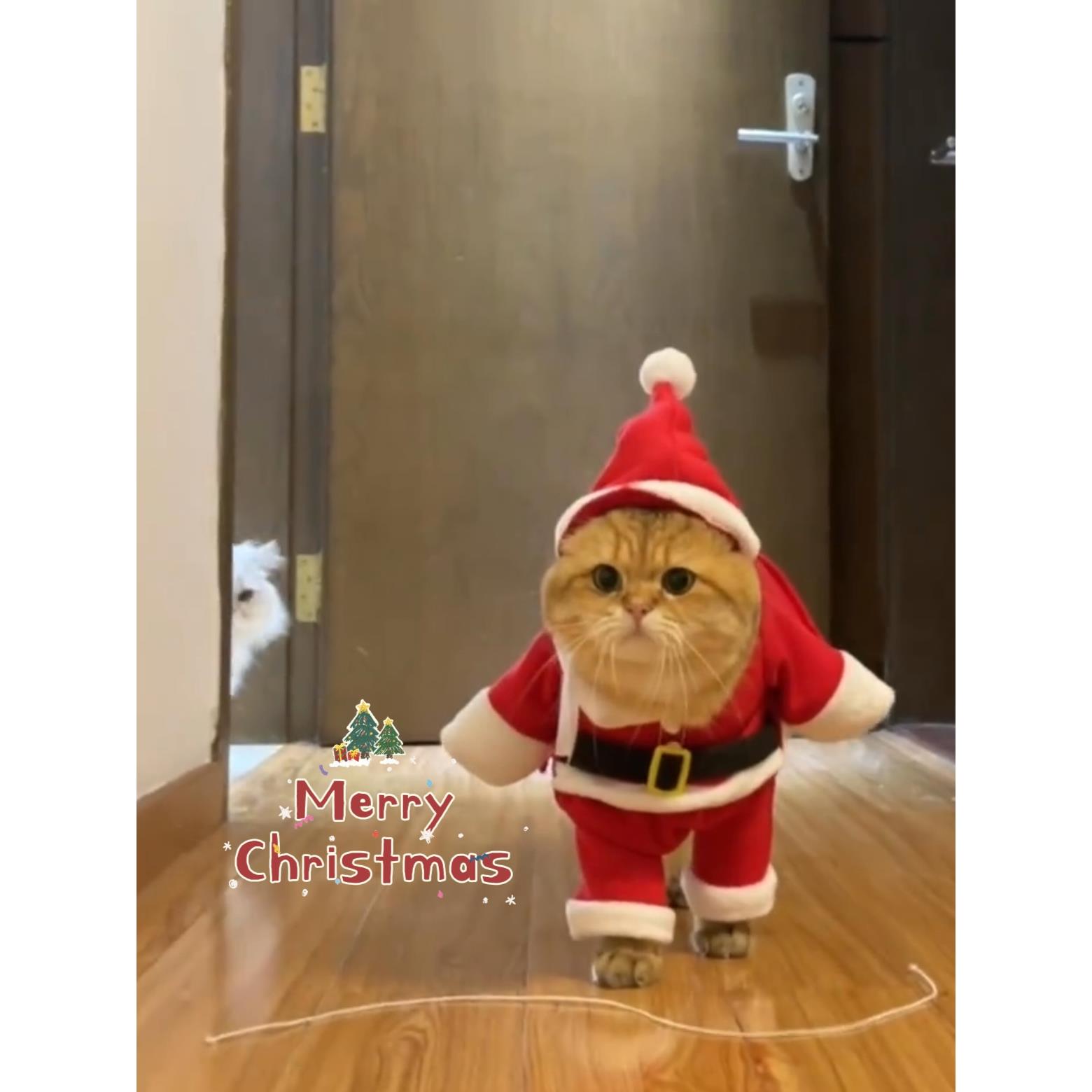 猫咪衣服圣诞老人变装服秋冬新年两脚直立服装可爱狗狗披风带帽子