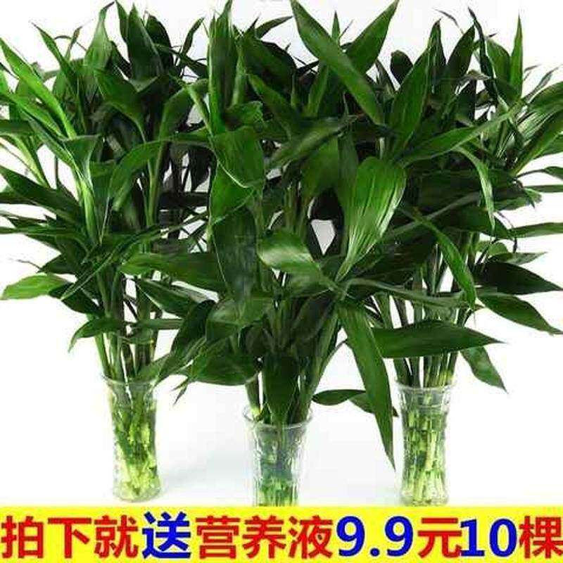 富贵竹转运竹带根大叶室内盆栽水养植物净化空气绿植花卉10棵20棵