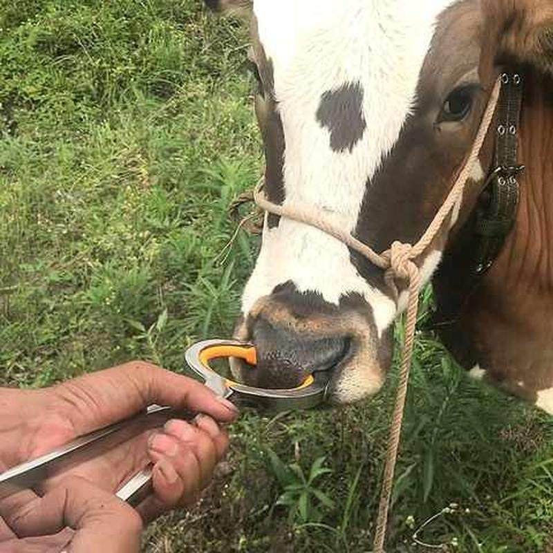 穿牛鼻子牵引扣的工具穿孔钳子自动养牛场设备用养殖牛鼻环牛鼻圈