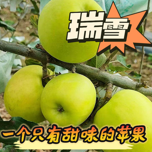 瑞雪苹果水果新鲜陕西渭南白水瑞雪苹果青苹果脆纯甜多汁顺丰送礼