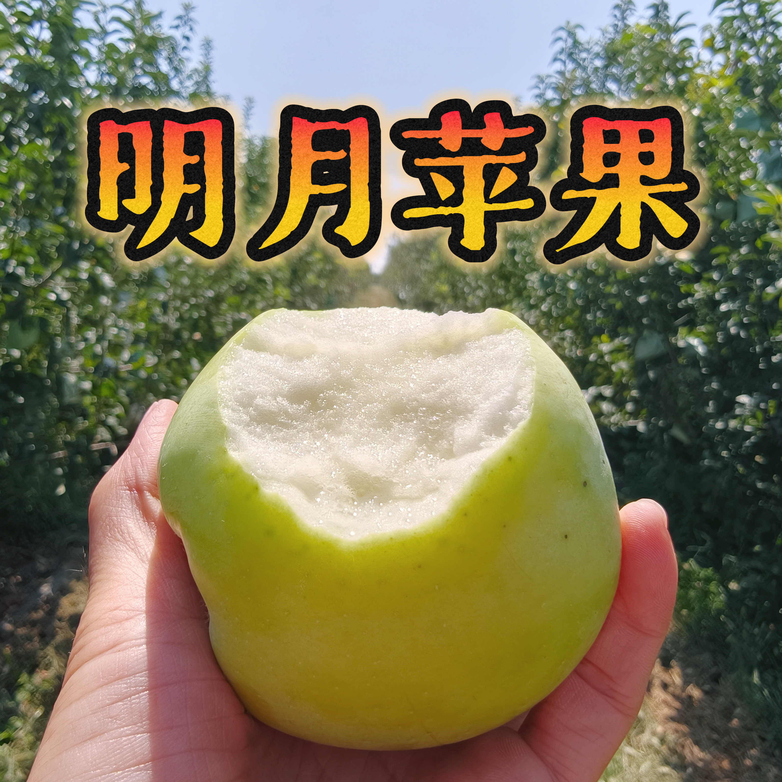 明月苹果水果新鲜脆甜多汁陕西