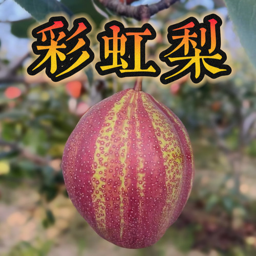 彩虹梨5斤新鲜水果陕西应季时令水果现摘现发整箱包邮酥脆多汁
