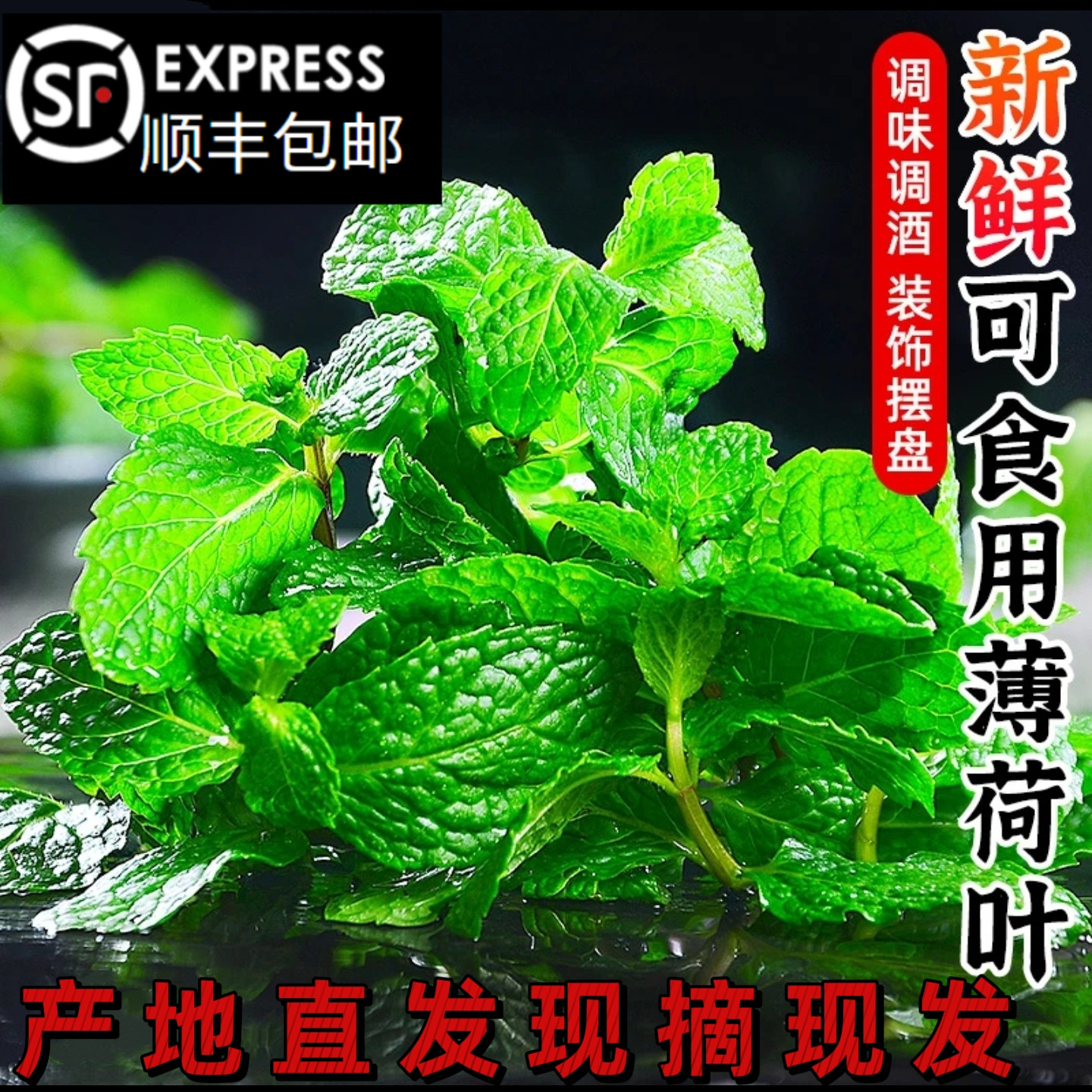 云南新鲜薄荷叶食用薄荷叶现摘现发餐饮摆盘装饰调味调酒水吧蔬菜