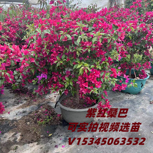 紫红桑巴三角梅盆景造型绿植热火桑巴三角梅老桩多色四季开花盆栽