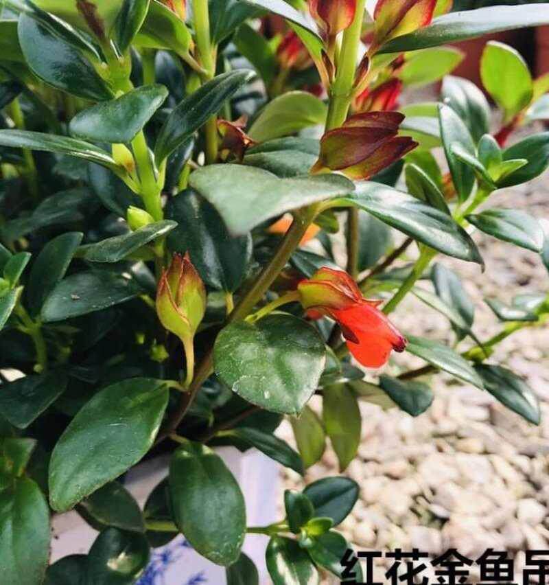 耐寒家养绿植盆景好养桌面常春藤吊兰花开花除甲醛阳台金鱼吊兰