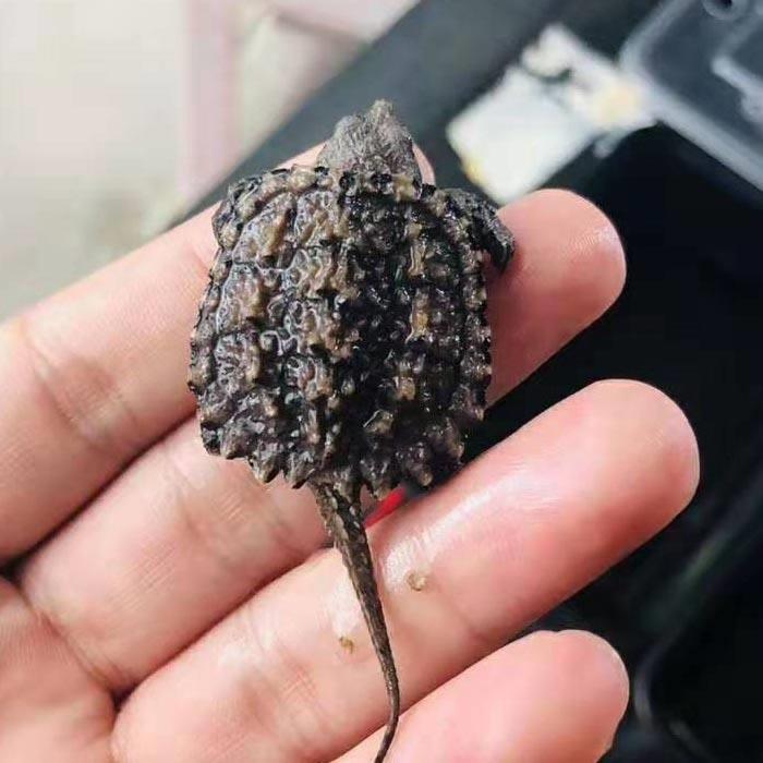 爆刺纯佛小鳄龟苗佛鳄变异北美鳄龟杂佛龟肉食凶猛小乌龟宠物