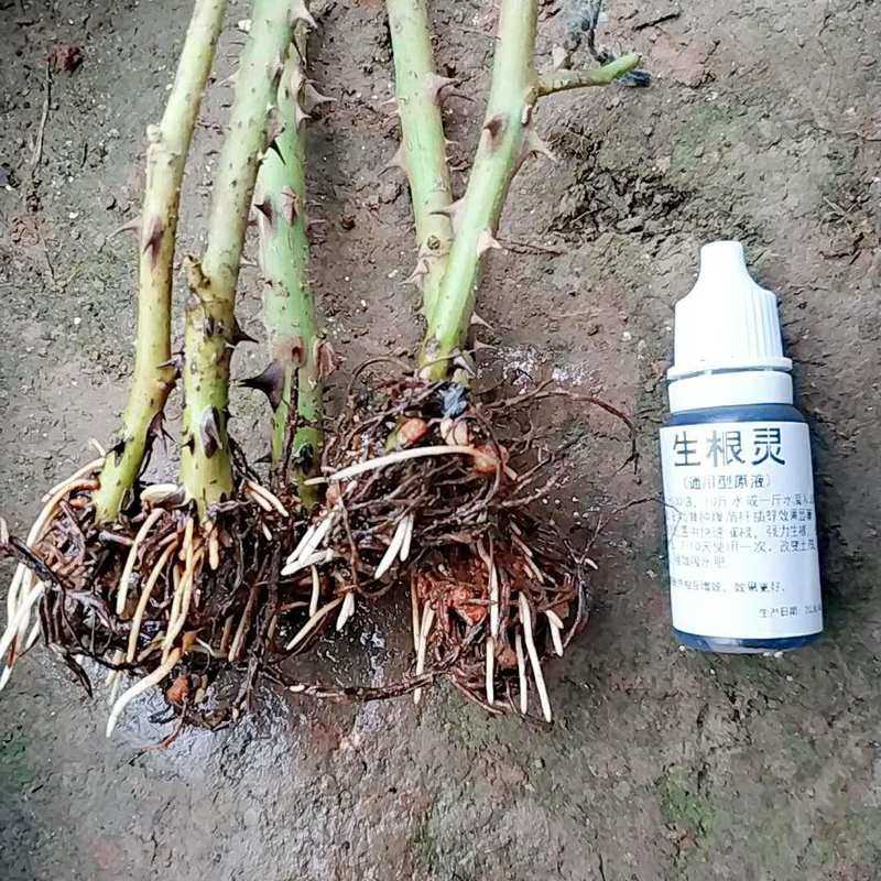 多肉叶插扦插繁殖爆发生根灵爆芽素群生月季蟹爪兰通用侧芽肥胖素