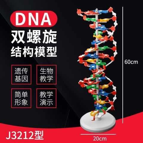 DNA双螺旋结构模型大号高中分子结构模型60cmJ33306脱氧核苷酸链-封面