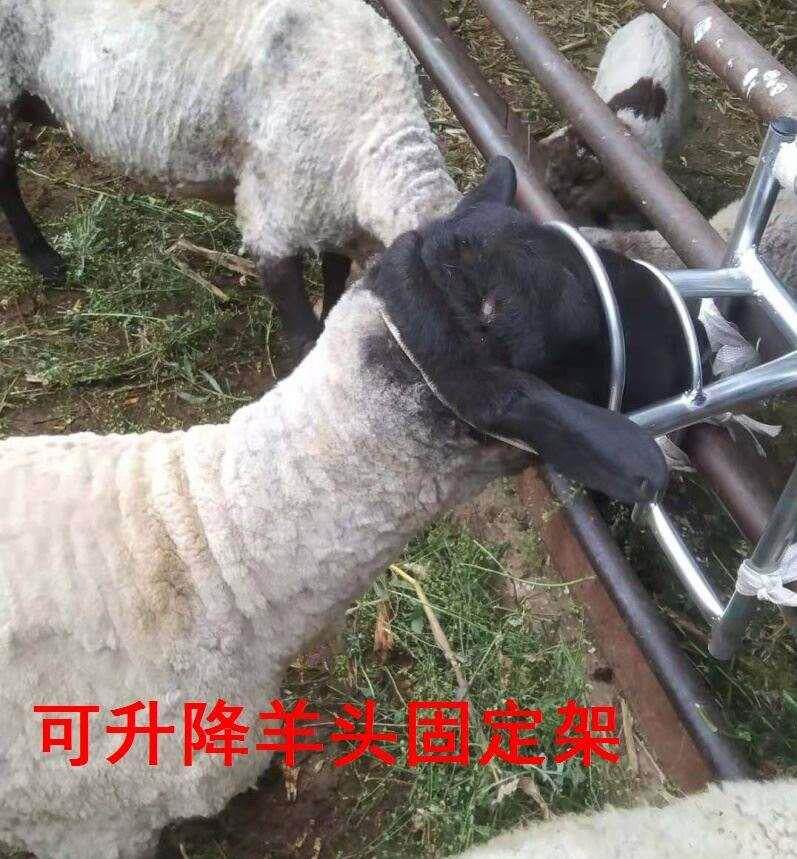 推剪羊毛专用羊头固定架控制架器抓羊工具羊打针神器升降输液配种