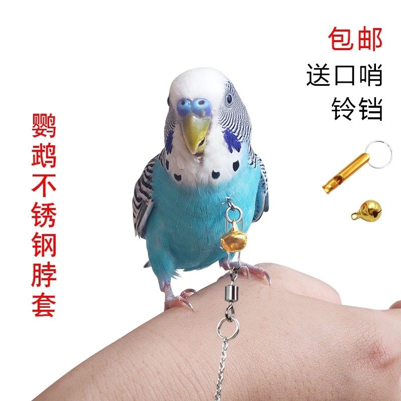套鸟绳圈鸟用鹦鹉脖套链子遛鸟牵引绳放飞绳虎皮牡丹玄凤八哥脖圈