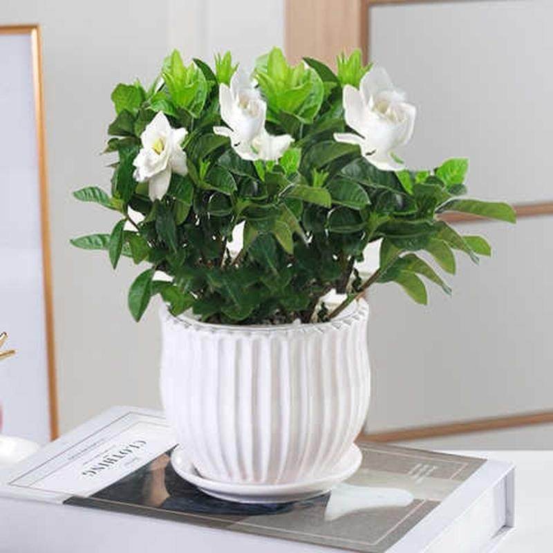 花种植好养活适合懒人养的栀子花客厅摆放的绿植房间家庭花卉