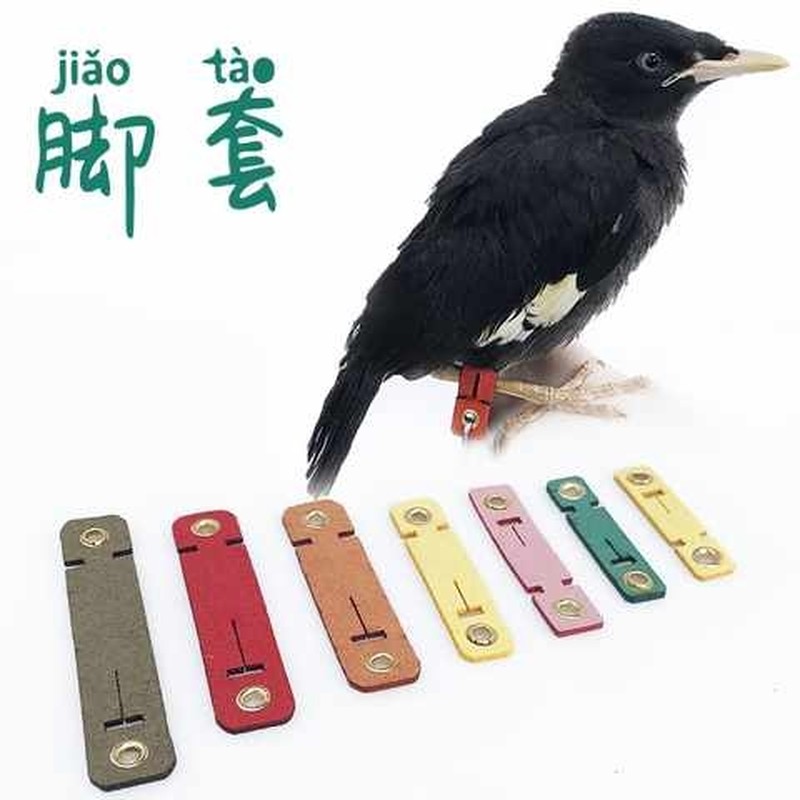 鸽子拌脚套绊脚皮套鹩哥家用喜鹊鸟链八哥乌鸦鹦鹉鸟用护脚脚环鹰