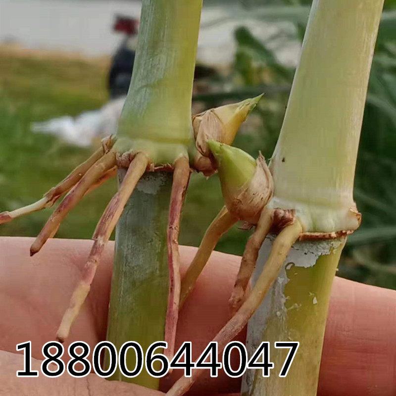 正宗台湾甜象草种杂交田牛羊四季