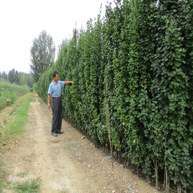 围墙篱笆植物大叶北海道黄杨苗冬青树苗四季常青耐寒庭院绿篱树苗