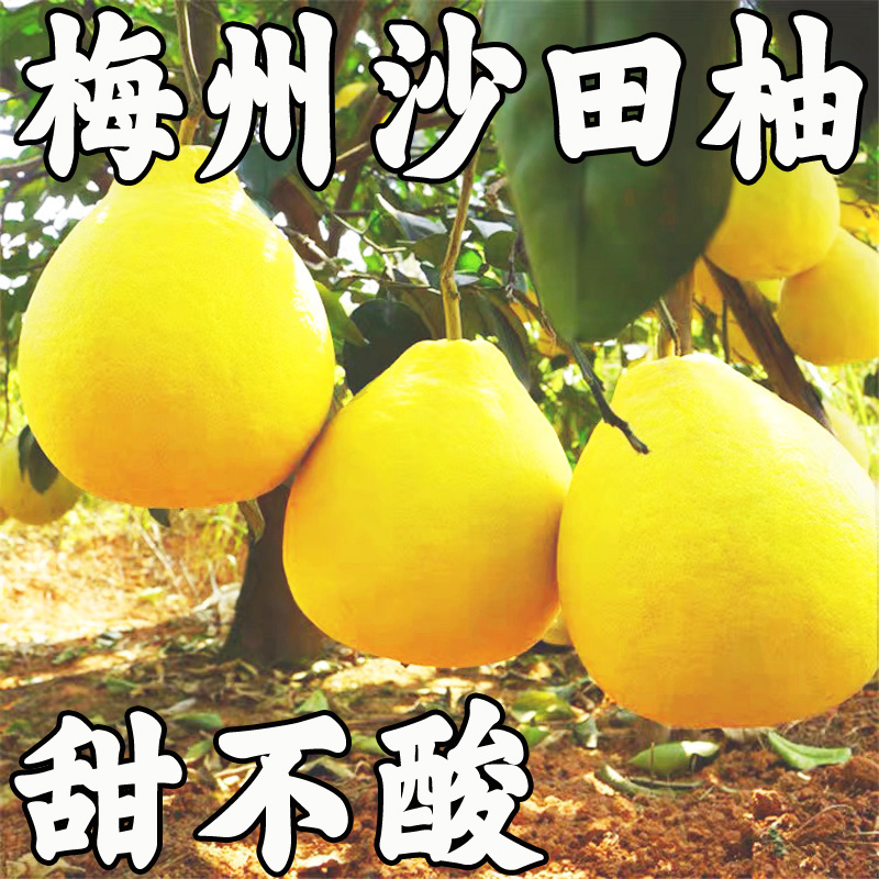 梅州沙田柚梅县金柚正宗纯甜不酸