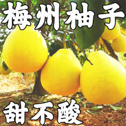 梅州沙田柚子正宗新鲜水果广东梅县金柚特产包邮沙甜冰糖非容县