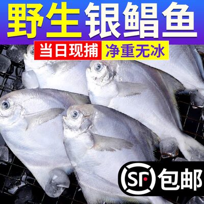 银鲳鱼新鲜冷冻海捕鲜活鲳鱼