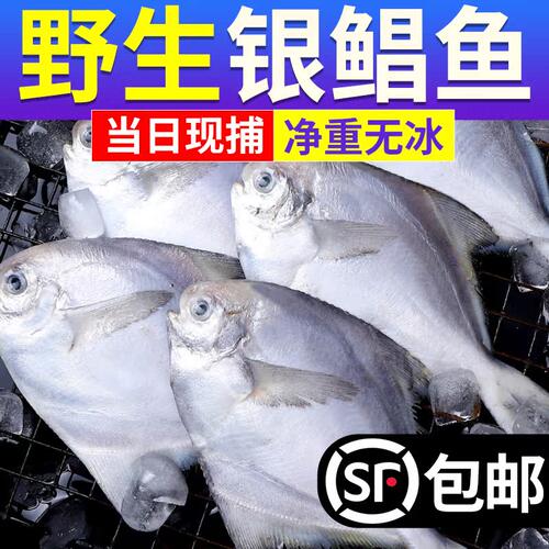 银鲳鱼新鲜冷冻海捕鲜活鲳鱼