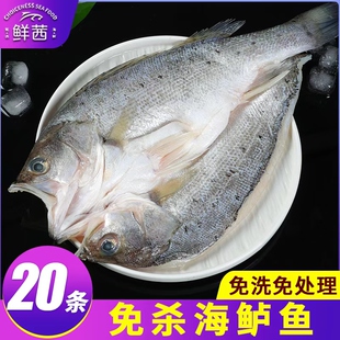 开背海鲈鱼新鲜冷冻深海鱼七星鱼三去卢鱼海鲜水产烤鱼半成品商用