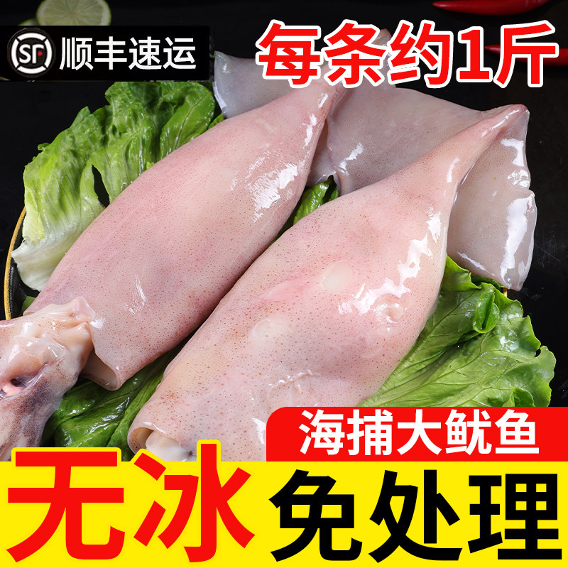 鱿鱼新鲜冷冻特大火箭鱿鱼生鲜铁板整只火锅食材烧烤专用批发商用
