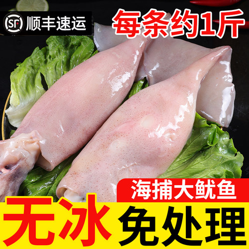 鱿鱼新鲜冷冻特大火箭鱿鱼生鲜铁板整只火锅食材烧烤专用批发商用