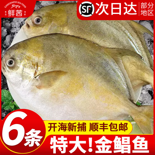 顺丰包邮冷冻鲜活特大海捕金鲳鱼