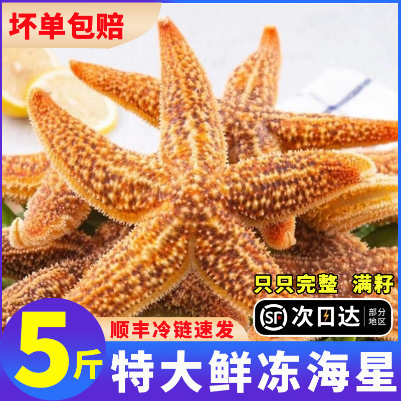 新鲜海星超大熟冻顺丰冷链包邮