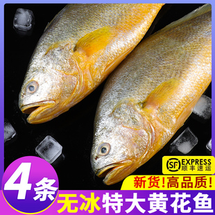 冰鲜大黄鱼新鲜海鱼速冻黄玉鲞鲜活冷冻宁德黄花鱼海鲜水产商用