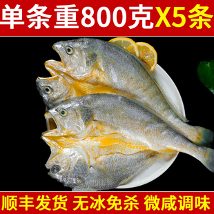 开背大黄鱼三去冷冻冰鲜黄鱼鲞大黄鱼生鲜宁德海鲜水产鱼海鱼商用