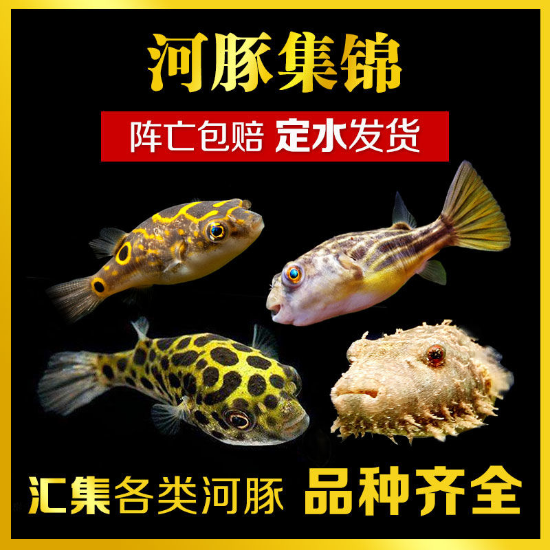 观赏鱼河豚潜水艇深水炸弹气泡巧克力娃娃斑马麒麟毛毛皇冠狗头鱼在类目 宠物/宠物食品及用品, 水族世界, 鱼中 - 来自Buy2taobao.com提供专业的淘宝代购服务