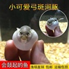熱帶觀賞小型河豚魚活體潛水艇魚巧克力娃娃淡水族寵物斑馬狗頭魚