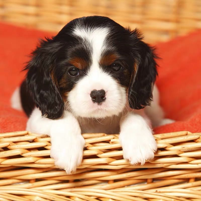 查理王小猎犬江浙沪可全国