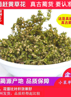 【必买】古蔺赶黄草新花250g野生赶黄草花四川古蔺赶黄草源产地值