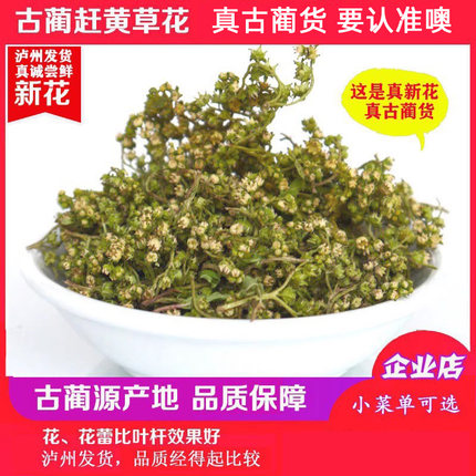 【必买】古蔺赶黄草新花250g野生赶黄草花四川古蔺赶黄草源产地值