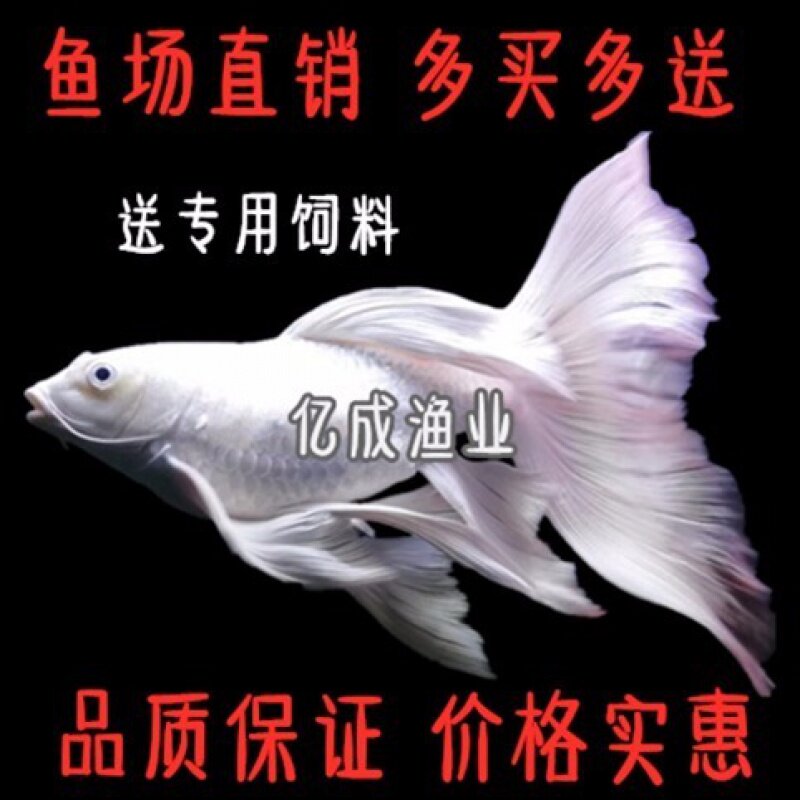 台湾蝴蝶鲤鱼冷水鱼苗金鱼短球形贵妃大鳍大尾观赏鱼活体鱼苗包邮在类目 宠物/宠物食品及用品, 水族世界, 鱼中 - 来自Buy2taobao.com提供专业的淘宝代购服务