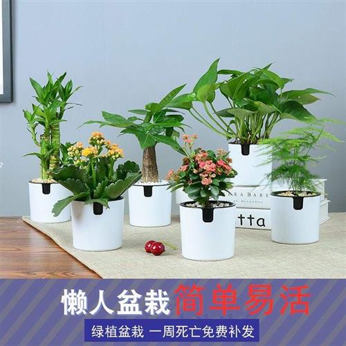 小植物大盆栽花卉植物客厅室内真花书房自养四季芦荟家庭厨房餐桌