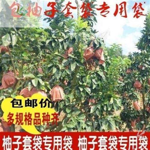 柚子套袋袋三层袋防虫防鸟防水早熟袋红肉三红蜜柚套袋单双层