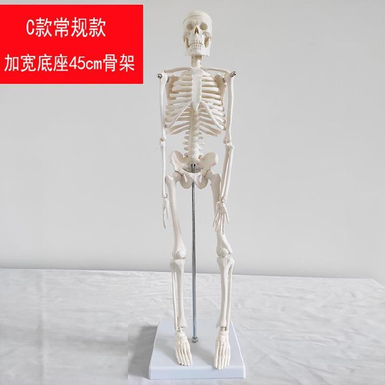 p躯干神经悬挂式肘关节尾椎参考骨结构人头骨全身人体骨骼模型