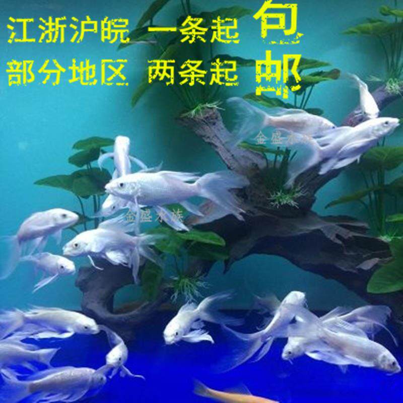 尾巴养大招财龙凤淡水活鱼自养观赏鱼大鱼长长尾锦鲤观赏好看金鱼